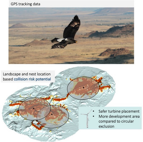 Using predictive modelling based on GPS-tracking of Verraux's eagles to inform wind turbine placement in South Africa.

In <a href="/JAppliedEcology/">Journal of Applied Ecology</a>: doi.org/10.1111/1365-2…

And in <a href="/ConversationUK/">The Conversation</a>: theconversation.com/finding-space-…