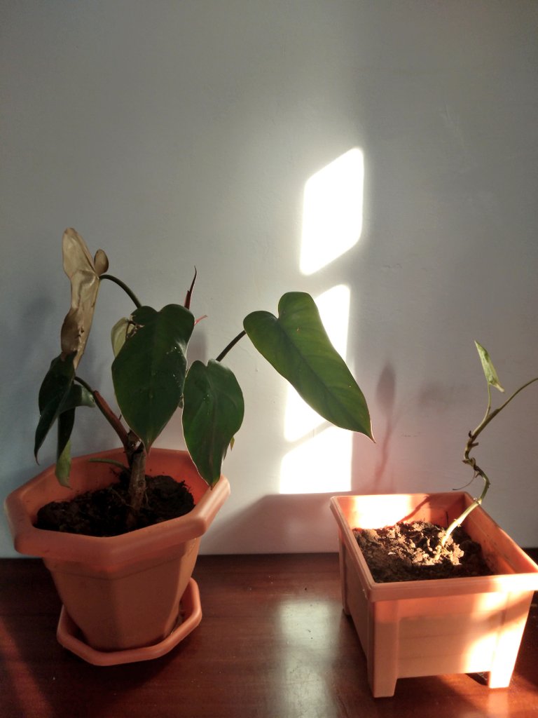 My most stubborn & dramatic plants to grow. Philodendron & Variegated arrowhead vine. I have to give them some tlc, water and  consistently.