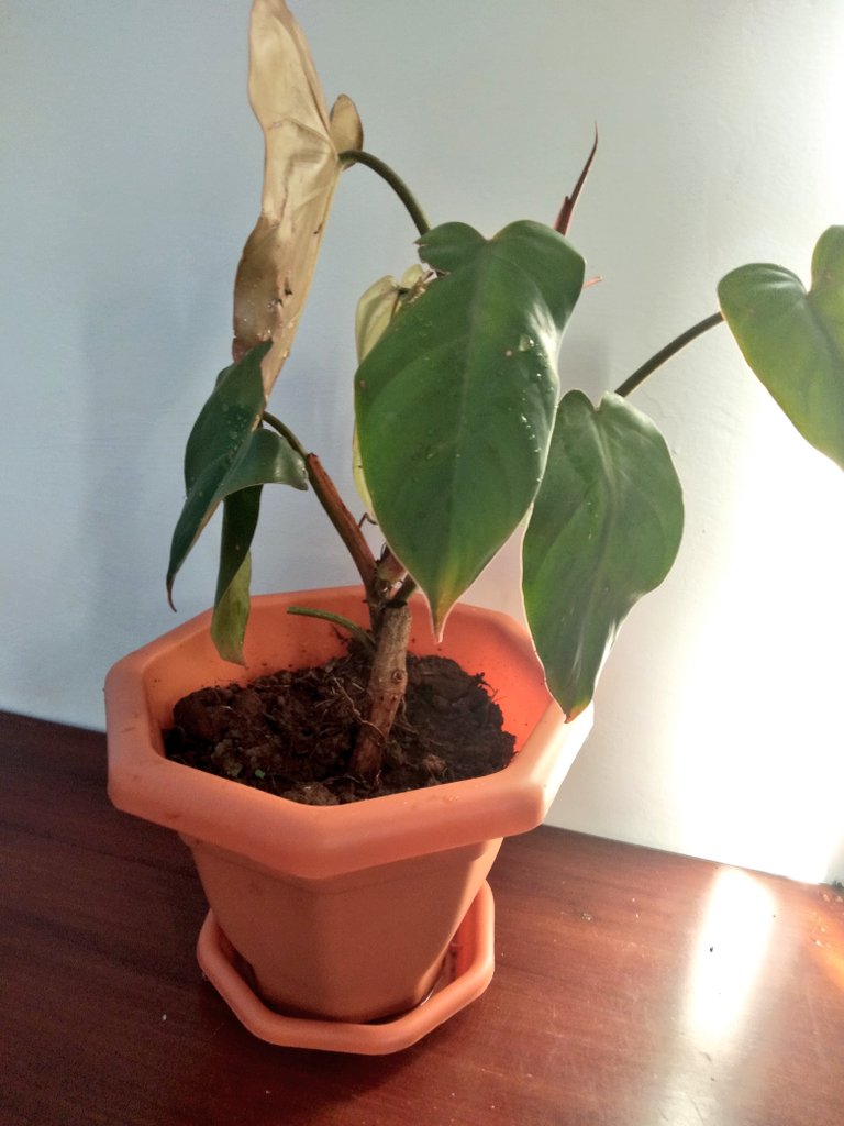 My most stubborn & dramatic plants to grow. Philodendron & Variegated arrowhead vine. I have to give them some tlc, water and  consistently.