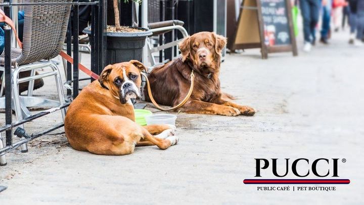 puccicafe's tweet photo. We've got that Friday feeling! 💗 https://t.co/qUIjhFexOD https://t.co/TqdFBHOrdj
