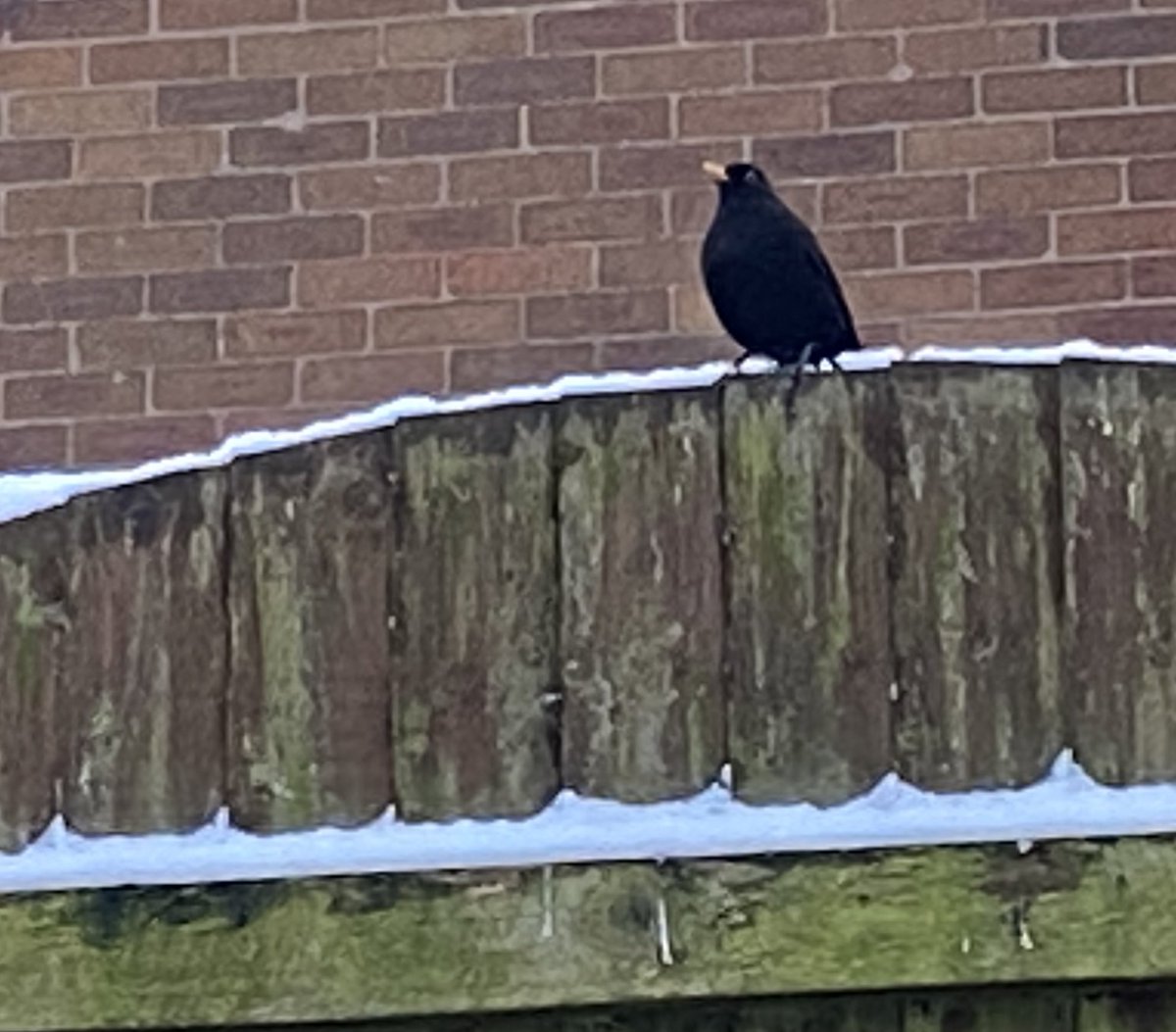 SaveOurSparrows's tweet photo. Hello Sweetheart Mr #Blackbird ~ he is there as soon as I go out to fill the #birdtables + hiding places for him and other #groundfeeding #Birds
What Joy watching him fit as much into his mouth & fly off. Sadly his female, not seen. Hope her leg has healed a little 🙏 https://t.co/NySsxx04VE
