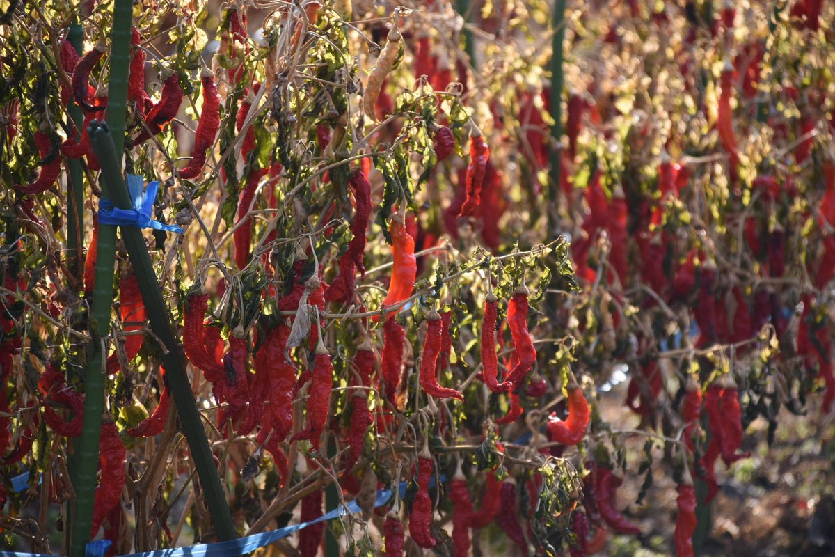 038ききsan 唐辛子畑 冬の穏やかな陽に 赤く光る唐辛子 さいたま市 見沼用水 七里総合公園 唐辛子 畑 冬 光る 陽光 写真好きな人と繋がりたい