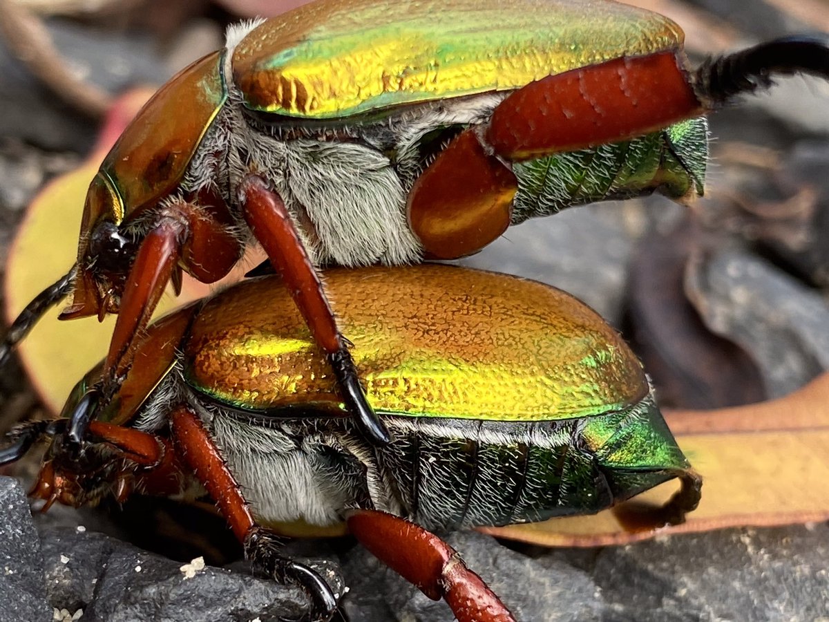 marianne doczi tweet media