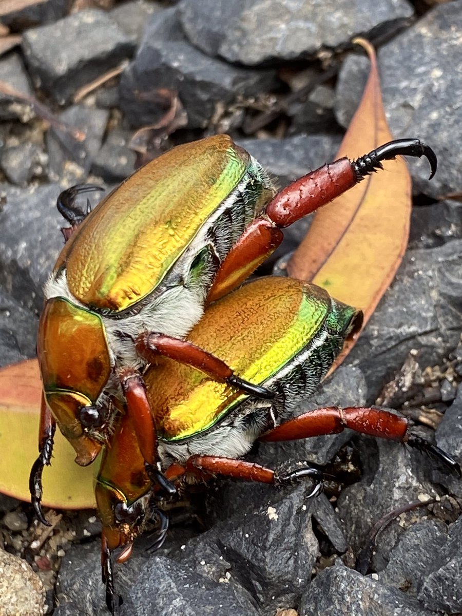 marianne doczi tweet media