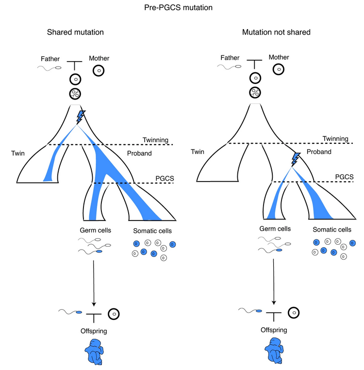 Here the authors studied a subset of denovo mutations (mutations that are present in child's germline, but not in parents') that arise after the zygote formation ( i.e. after the sperm and egg fuse) 3/8