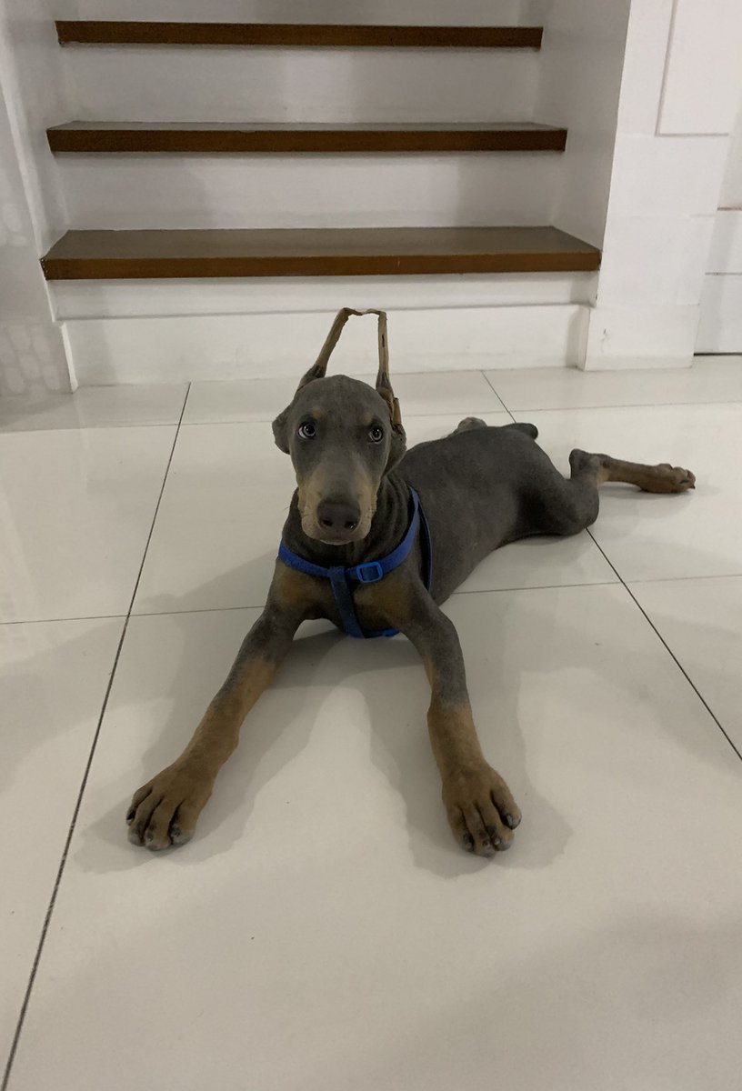 CatherineMayuga's tweet photo. Dogs are certainly helpful during this pandemic. It helps with the mental health of the whole family. My kids play with our #bluedoberman. He became their constant companion and keeps us active. How about you? How do you cope with this pandemic? Whats your #covid19 story? https://t.co/37KQecBYHd