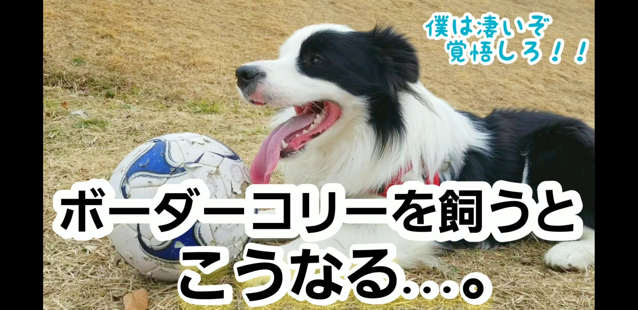 Sora日記 ボーダーコリー ボーダーコリーと過ごすには人間が体力いりますね Sora何歳までこんなに動けるんだろうか 犬好きさんと繋がりたい 犬好きな人と繋がりたい ボーダーコリー ハーフフェイス サッカー大好き犬 サッカーする犬