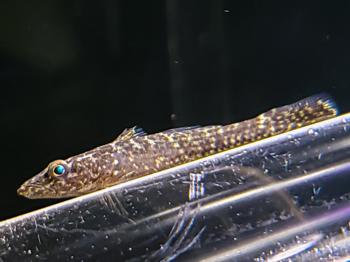 林達也 Pa Twitter ヤエヤマノコギリハゼ 絶滅危惧種 A ごく近い将来における野生での絶滅の危険性が極めて高いもの に分類されている アクアマリンふくしまにて去年の夏 日本で初めて人工の環境下にて繁殖に成功した 容姿がカッコいい魚だよね