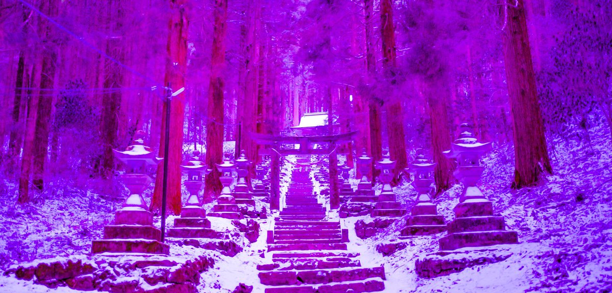 鳴川-Narukawa🐶🇯🇵 tweet media