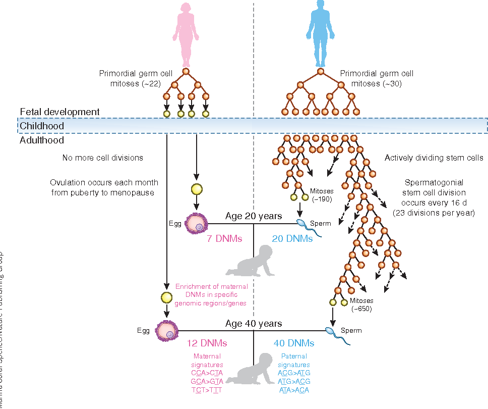 Pre-zygotic mutations are less random as they are associated with sex and age of the parents. But, post-zygotic mutations are likely to occur by randomness. 6/8 https://www.nature.com/articles/ng.3629