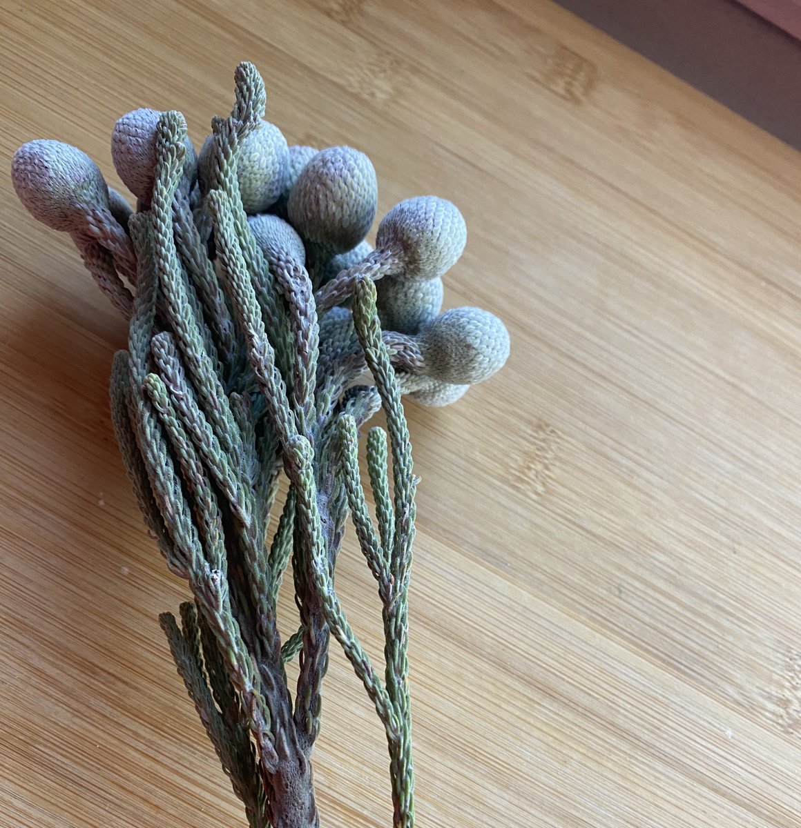 LovelyLauraB's tweet photo. @BloomandWild what are these little beauties in my surprise delivery courtesy of @aileennosineb?😍 https://t.co/mSm3XKyxF7