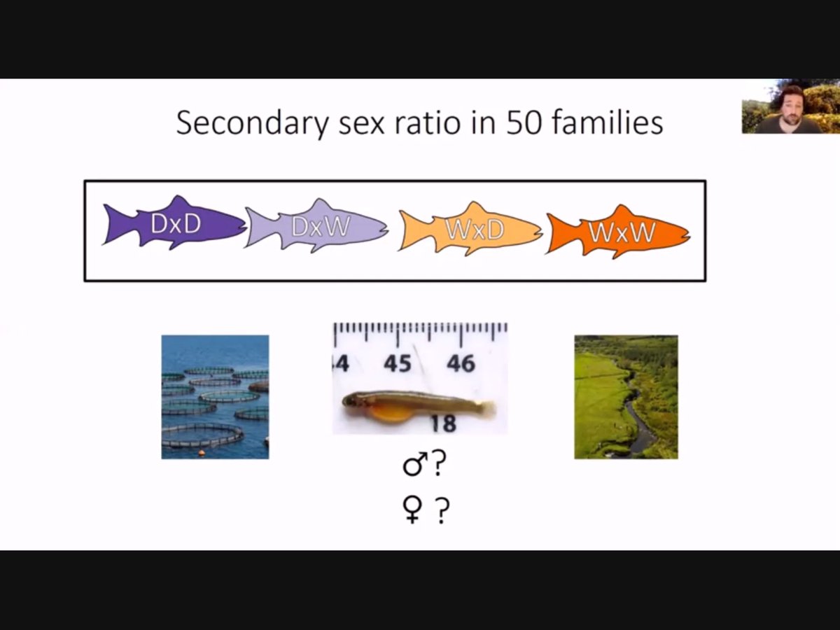 Very cool talk from <a href="/JoshkaKaufmann/">Joshka Kaufmann</a> about sex ratios in juvenile salmon - a huge amount of fieldwork went into acquiring these data, so delighted to see it being used for hard sums 😊😊 <a href="/MarineInst/">Marine Institute</a> <a href="/uccBEES/">Biological, Earth & Environmental Sciences, UCC</a> <a href="/McginnityPhilip/">Philip McGinnity</a> <a href="/FishEcoEvo/">FishEyE</a> <a href="/B2020project/">Beyond2020</a> #IEA21