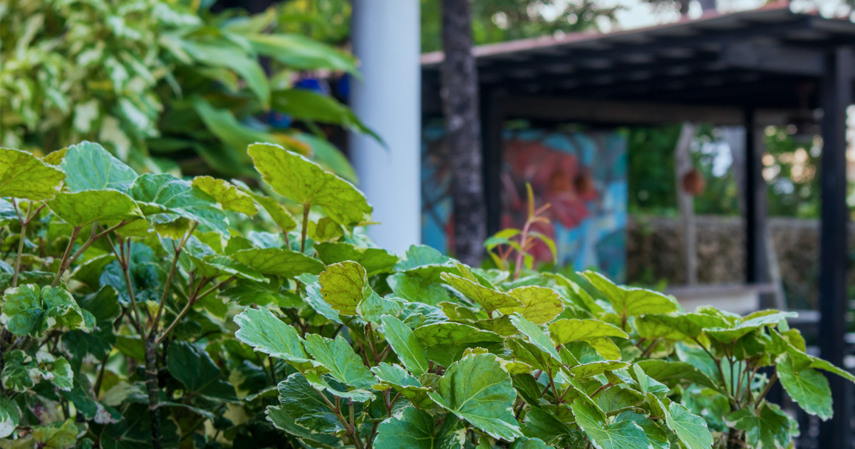 GbtSeaDR's tweet photo. We are a boutique resort with six poolside suites, a pool, spa, bar, and BBQ area located a three-minute walk from the beach. Check rates -- https://t.co/xlmRcpaR09 https://t.co/LpQdjjWXef