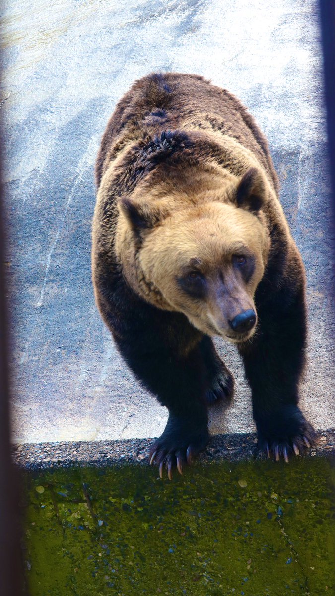 まお On Twitter クマさんに出会った 上川でクマに餌をあげてきました 去年 個人的には3枚目が好きです 笑 1 2枚目縦写真です 写真 クマ 写真好きな人と繋がりたい