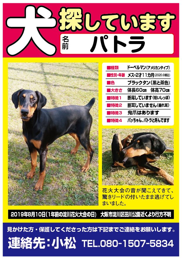 y1026y1 @DSENrNIWFLxGYAb #アメリカンタイプドーベルマン #迷子