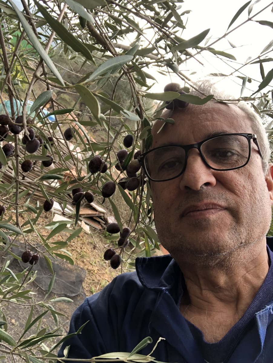 CTuria's tweet photo. LA TURIA TE PONE VERDE Anem a fer l’oliva
https://t.co/MFVBem0YIx https://t.co/IO2uyKTxjV