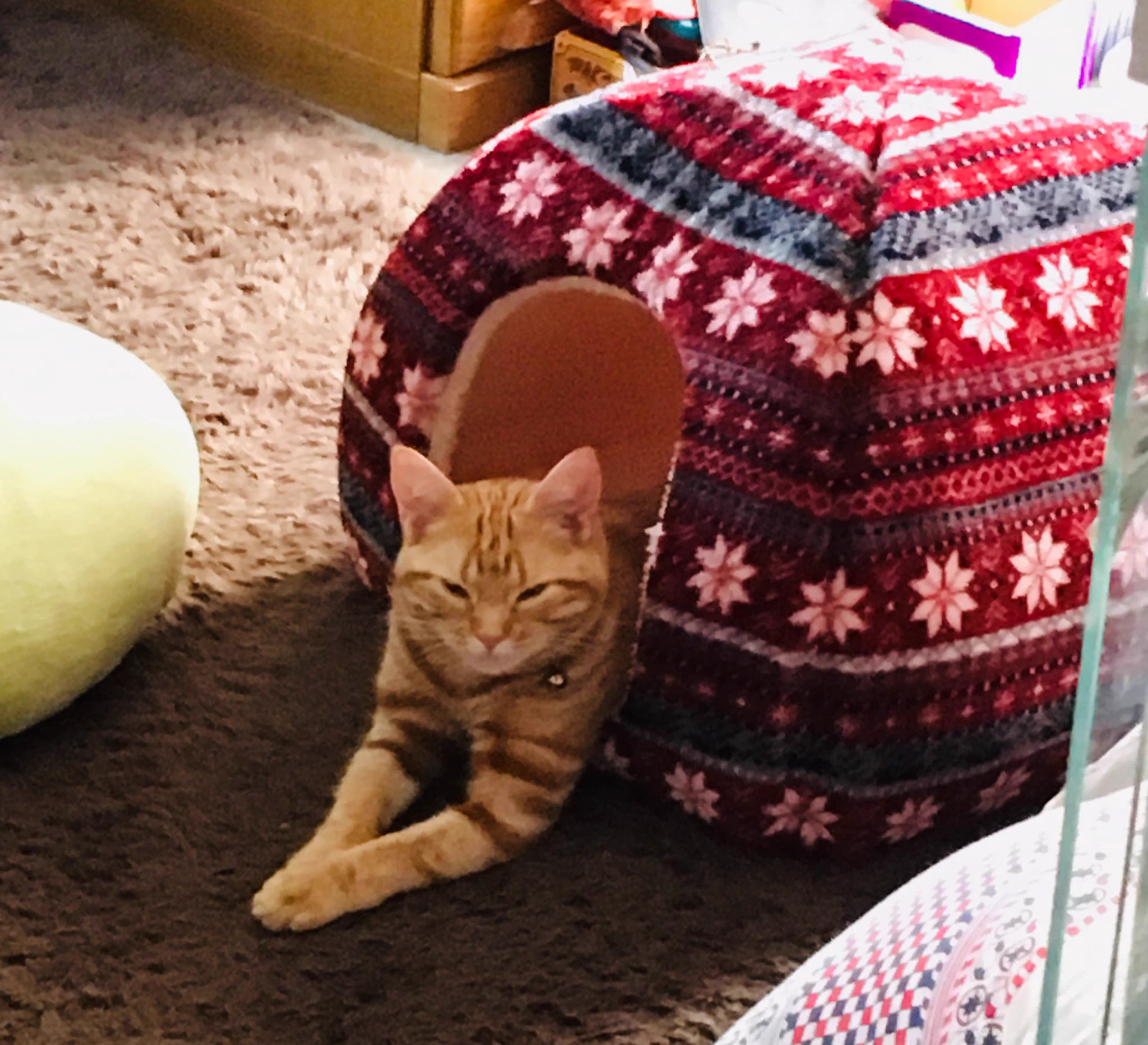 @poke_times 猫かまくら 思い出した。
頭入れると、
ホントに…
落ち着く……💤 