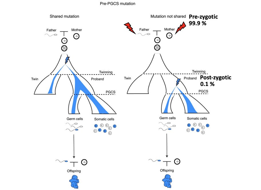 Most of the denovo mutations are pre-zygotic that are present in the sperm or egg. The authors report 5.2 post-zygotic mutations in 15% of twins. This is ~0.1% of the total denovo mutation rate which is 74 per individual. 4/8 https://www.nature.com/articles/nrg3241