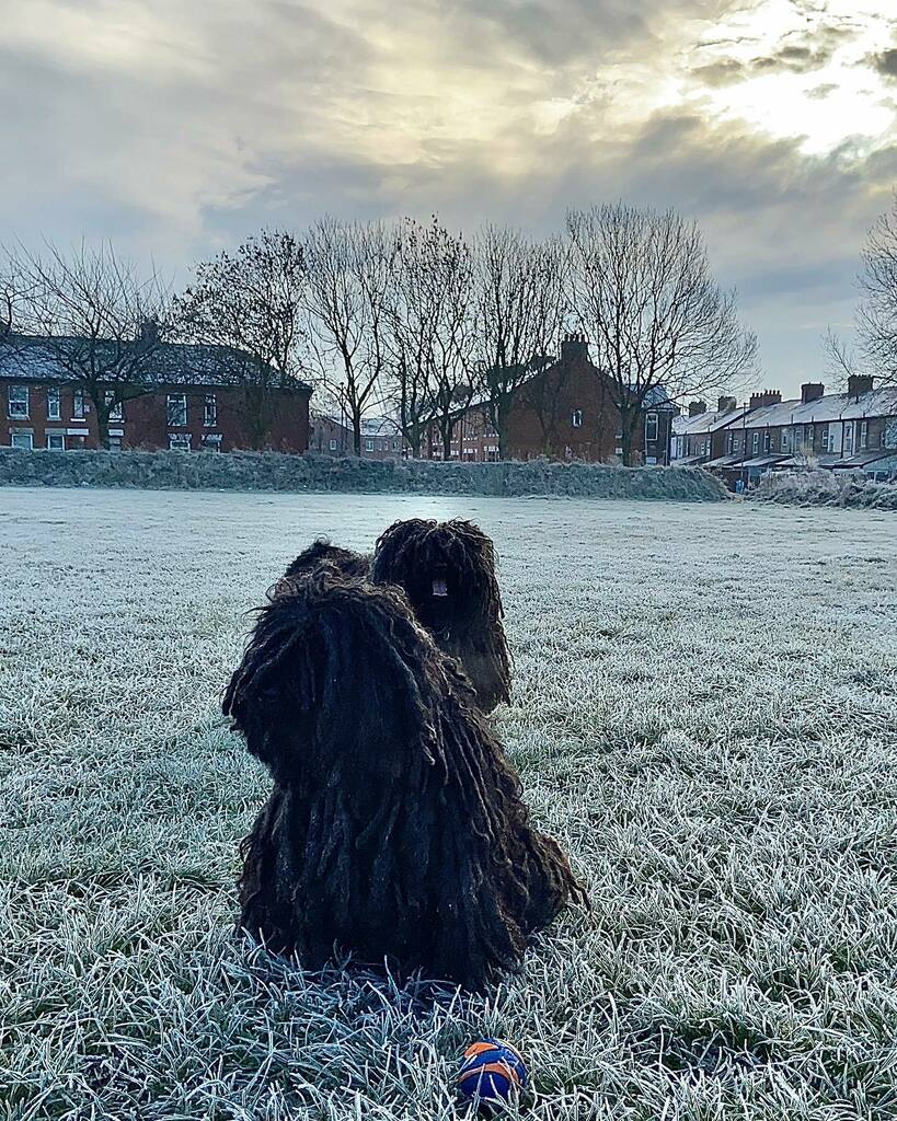 ZebPuliZeb's tweet photo. Moody skies,moody Pulik
Frosty grass, Frosty Pulik 😍
Day 272 of #SocialDistancingMops
🐾❤️🐾
📸 by @quorduroy
#Manchester #HungarianPuli #Manchester #Magyar #PuliDogs #Dreads #MopDog #dogwithdreads #dreadlockdog #ThisIsMcr #dogwithdreads #petsorig… https://t.co/cwwt2u7HKm https://t.co/bjwQidhyMN