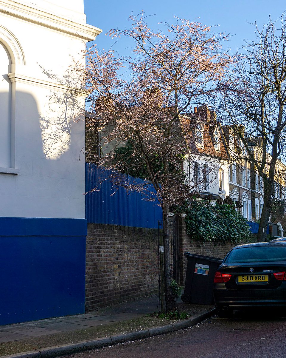 Many have been fooled by these winter blooming trees into thinking they are a product of global warming, but they are supposed to flower now. In fact, they flower from November all the way through to April. They are Winter flowering cherries (Prunus x subhirtella 'Autumnalis').