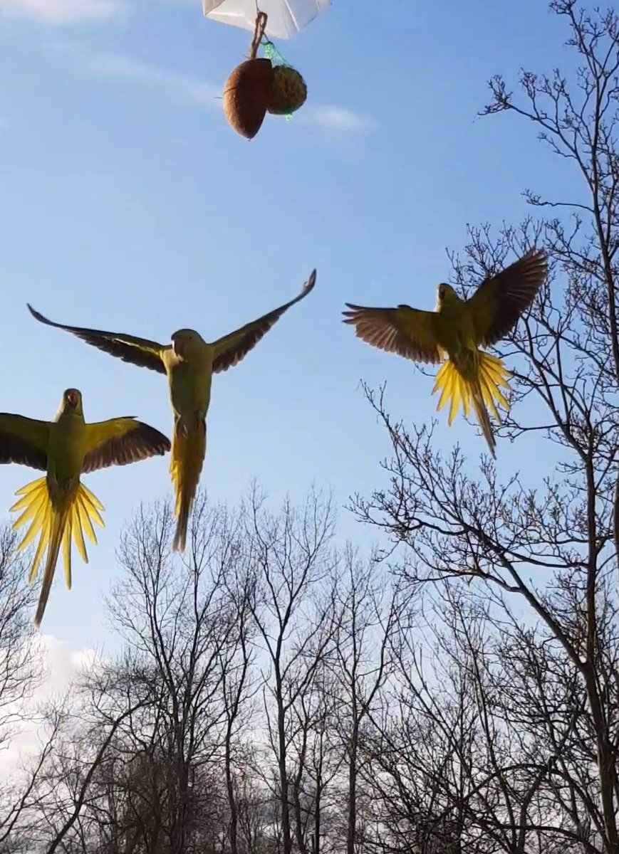 andy_gude's tweet photo. Beautiful creatures @Kijkduintweets @WijkagKijkduin @vogelnieuws @vogel https://t.co/sRM38NOQpU