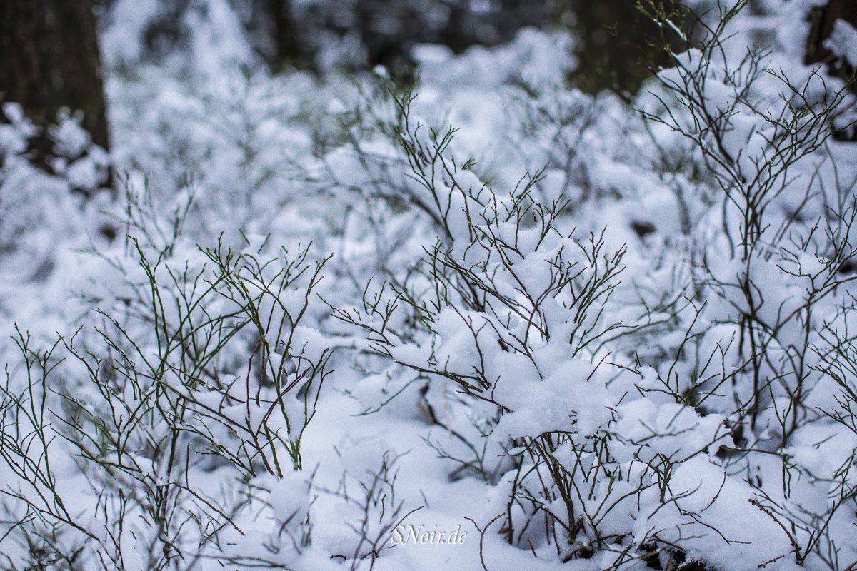 stefan_noir's tweet photo. Der lyrische Blick: Waldgeflächt - Ruhe, Stille u. Gottes Wille. 

#SNS #DichterAusKronach #Denker #Dichter #Kronach #MonsieurNoir #igersgermany #nature #forest #franconia #upperfranconia #draußenbeiuns https://t.co/PELl0vspz5