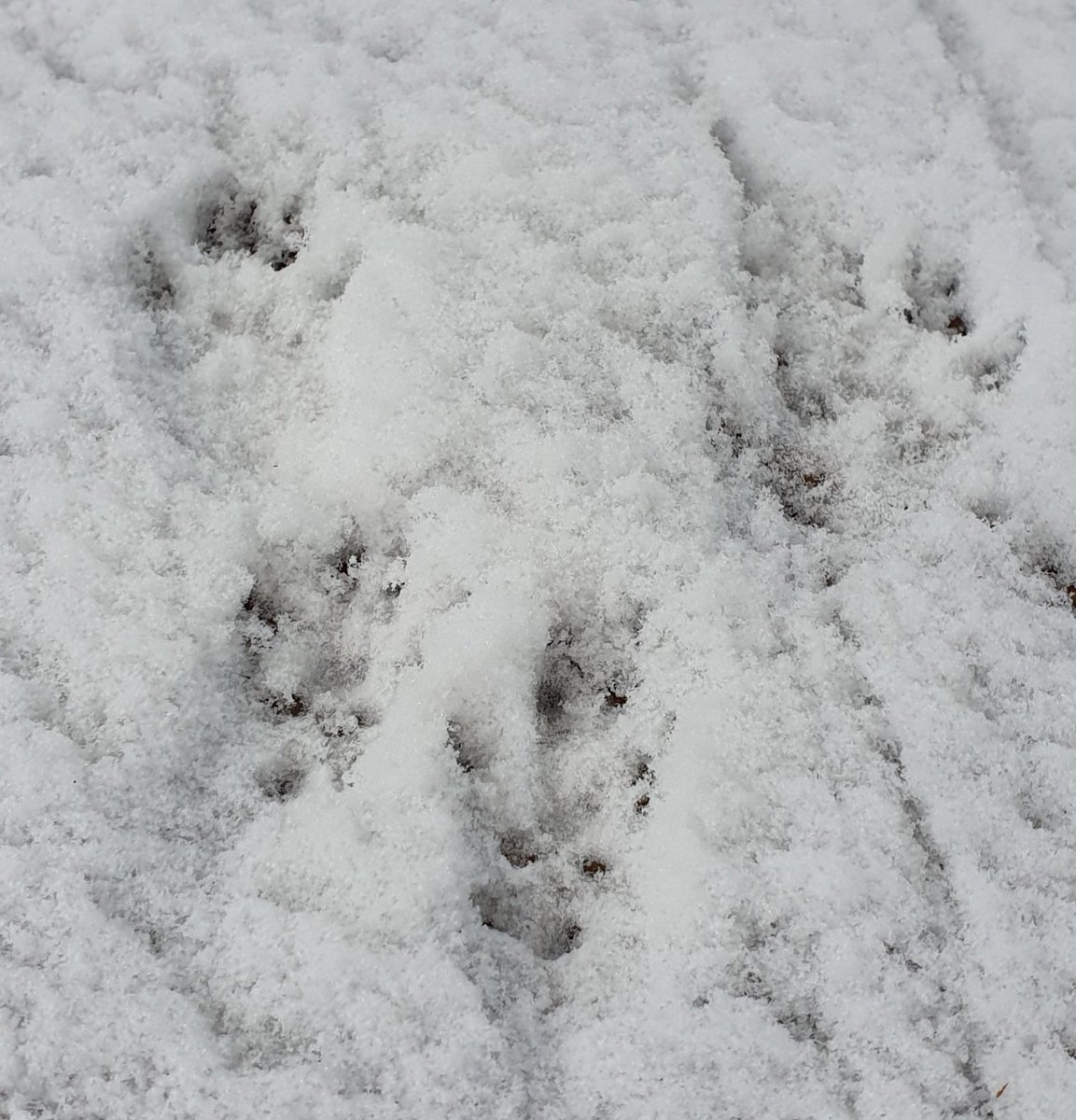 Red squirrel prints in the snow.