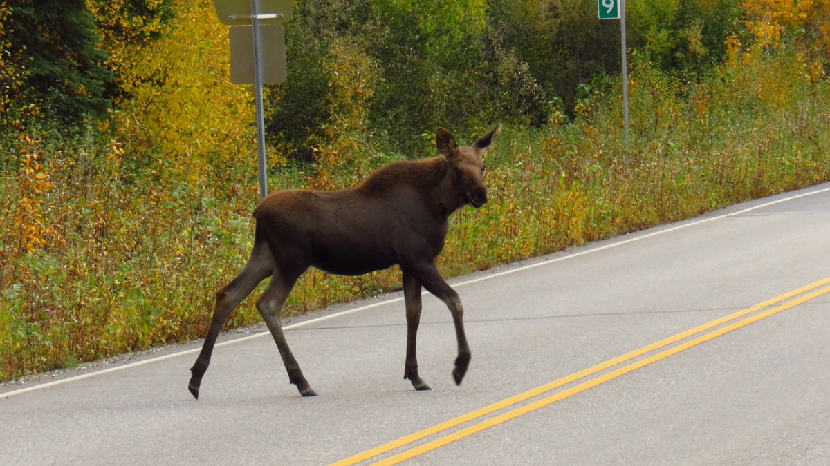 Reports of wildlife reclaiming cities during #COVID-19 lockdowns may have been exaggerated. That is, unless you're a puma. Our new paper, led by the incredible @ReutVardi, is out in #BiologicalConservation bit.ly/35iuGov @Roll_Uri