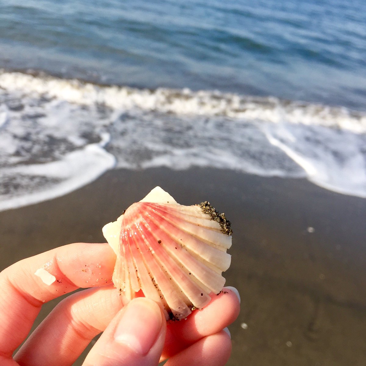海のサチ シーグラス 貝殻アクセサリー 千葉ビーチコーミング記録 かわいいピンクのイタヤガイ はじっこが欠けちゃってるのが残念だぁ 海のサチ 海が好きな人と繋がりたい 海が好き 海 ビーチコーミング シェル 千葉 富津 イタヤガイ