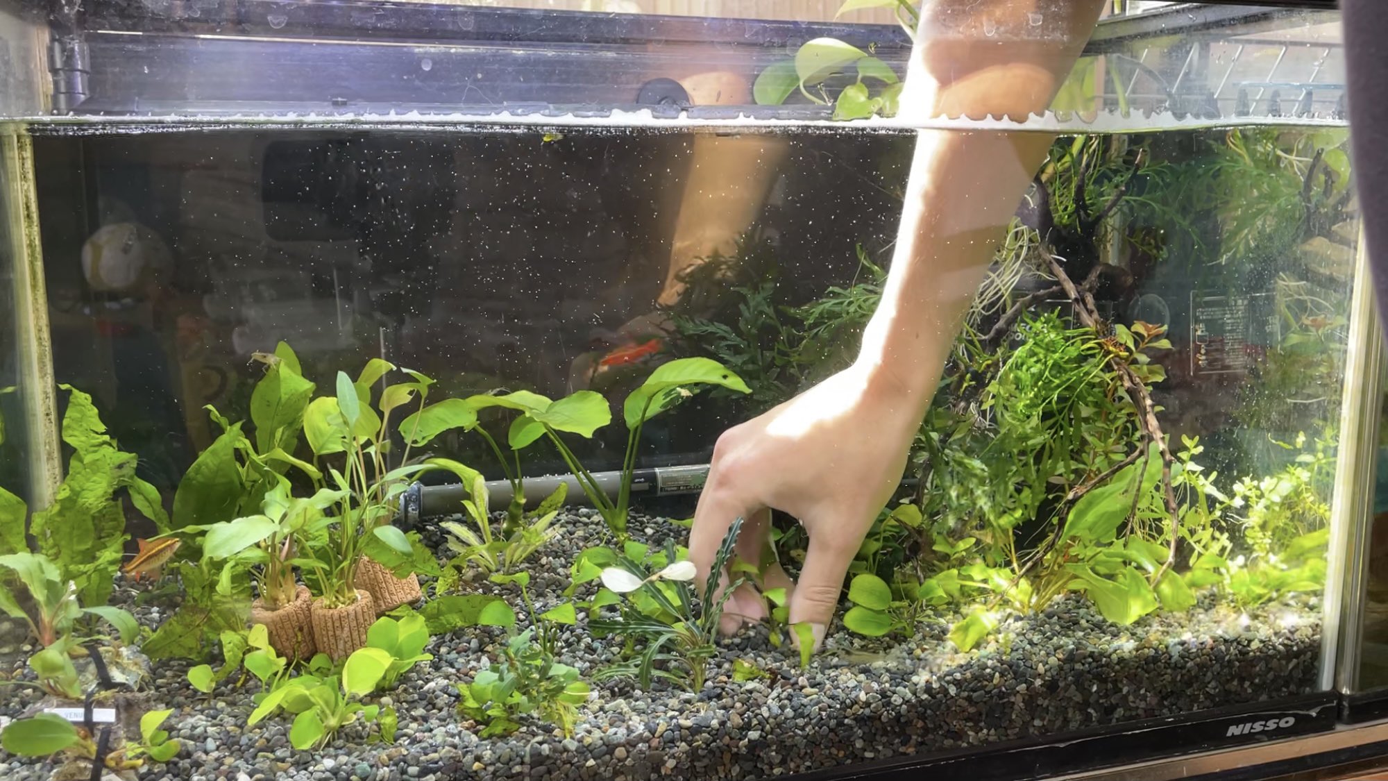 Kazuのメダカ睡蓮ビオトープ 前回の動画で紹介したチャームさんで購入した16 000円分の水草を植え付けていきます 果たしてコケは大丈夫か 水草水槽にnew水草導入 コケまみれの水草水槽を復活させるpart T Co Zak518lqzg Youtubeより 水草