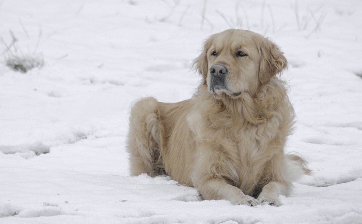 ElizabethArgyll's tweet photo. @A__R__D Animals make me laugh when there's snow around. This lovely beast lay down when he saw me and refused to move for his humans. He looks like the King of the Snow.
#TwitterBlizzard https://t.co/JjiIslyGGJ