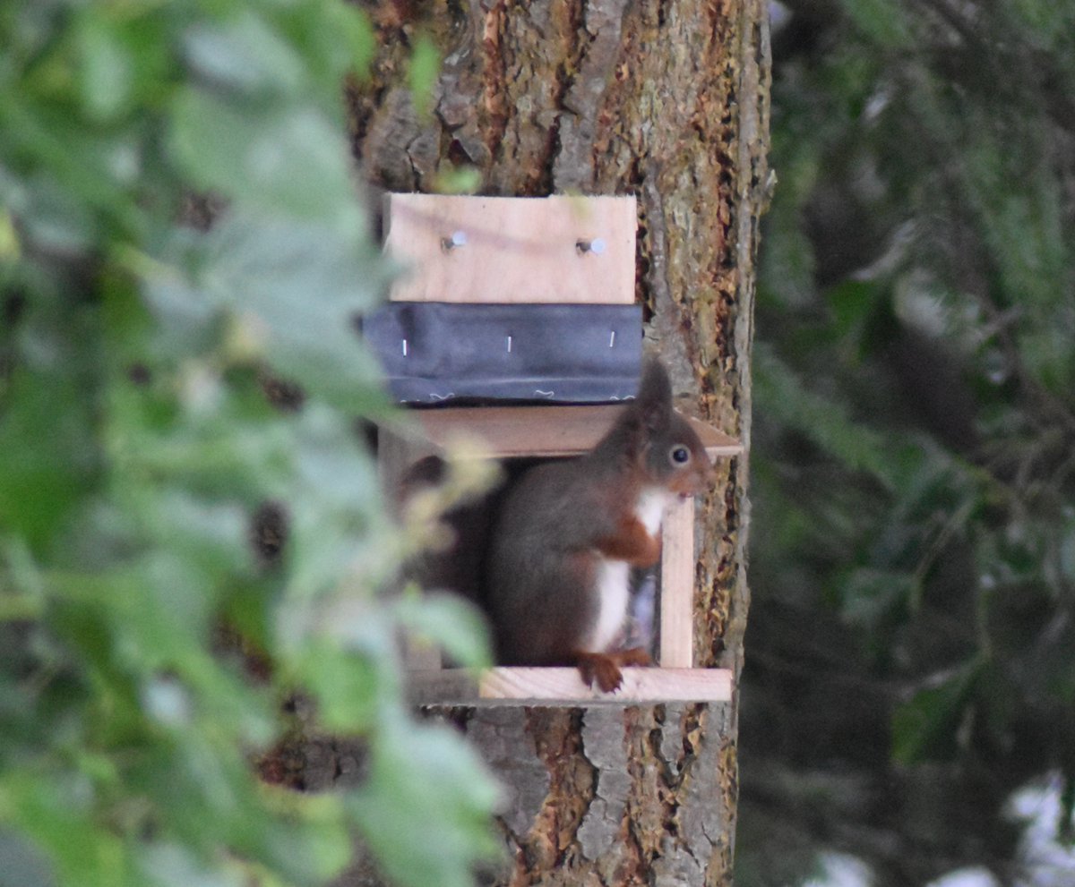 Another successful feeding box introduction in the Selkirk area. #saveourReds #redsquirrels