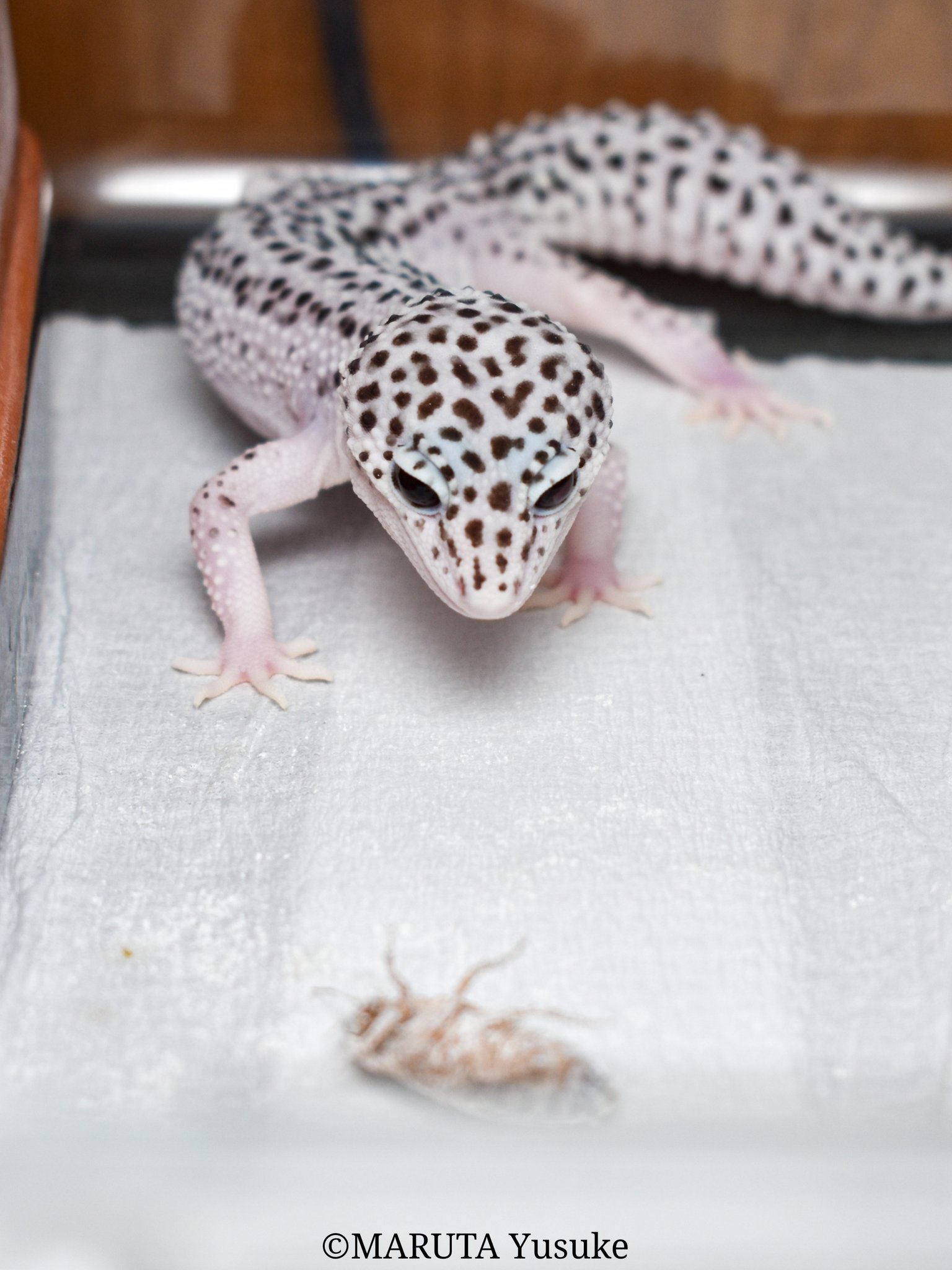 ✨エムズグレイシー✨【M】タグ付未使用品✨切り替えタックスカート✨レオパ　ヒョウ 楽天市場】MS GRACY エムズグレイシー スカート ブラック 黒