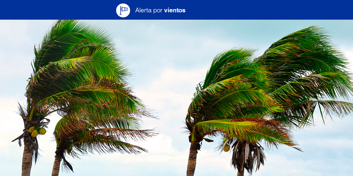 112canarias's tweet photo. El Gobierno de Canarias mantiene #AlertaViento en #CANARIAS. Más información y consejos ⬇️

https://t.co/NKx8j4l8F8 https://t.co/9kGqKiYHv1