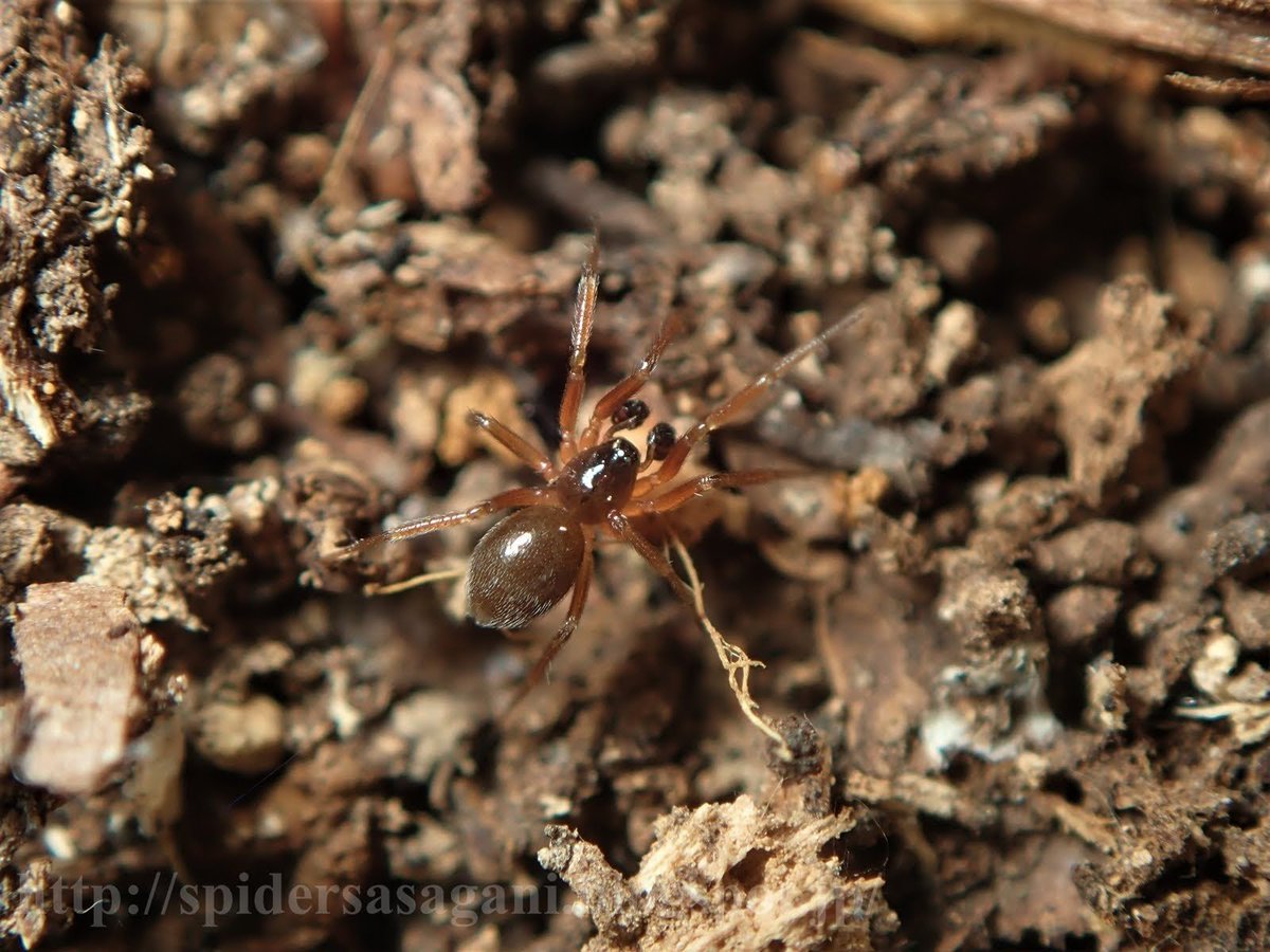 カントウヒゲヌカグモWalckenaeria orientalis。森林の落葉層に棲息するサラグモ科の一種。眼域に一対の毛状突起を備える。種小名は「東の」。 #クモの学名と和名 https://spidersasagani.blogspot.com/2021/01/blog-post_86.html