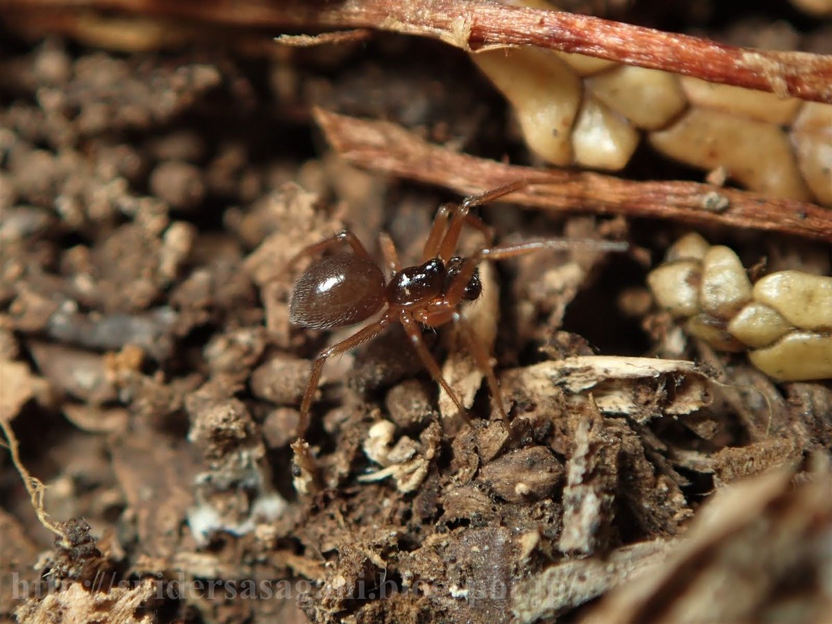 カントウヒゲヌカグモWalckenaeria orientalis。森林の落葉層に棲息するサラグモ科の一種。眼域に一対の毛状突起を備える。種小名は「東の」。 #クモの学名と和名 https://spidersasagani.blogspot.com/2021/01/blog-post_86.html