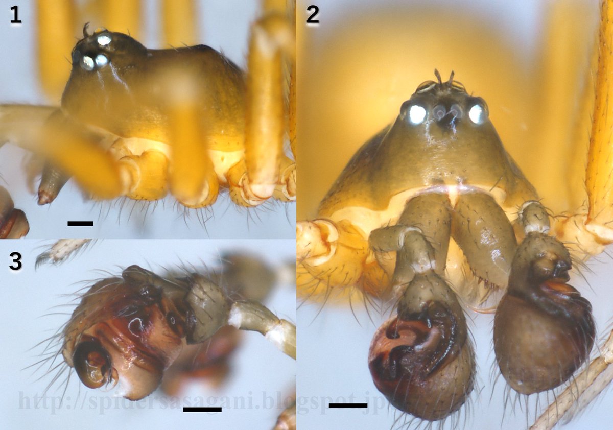 カントウヒゲヌカグモWalckenaeria orientalis。森林の落葉層に棲息するサラグモ科の一種。眼域に一対の毛状突起を備える。種小名は「東の」。 #クモの学名と和名 https://spidersasagani.blogspot.com/2021/01/blog-post_86.html