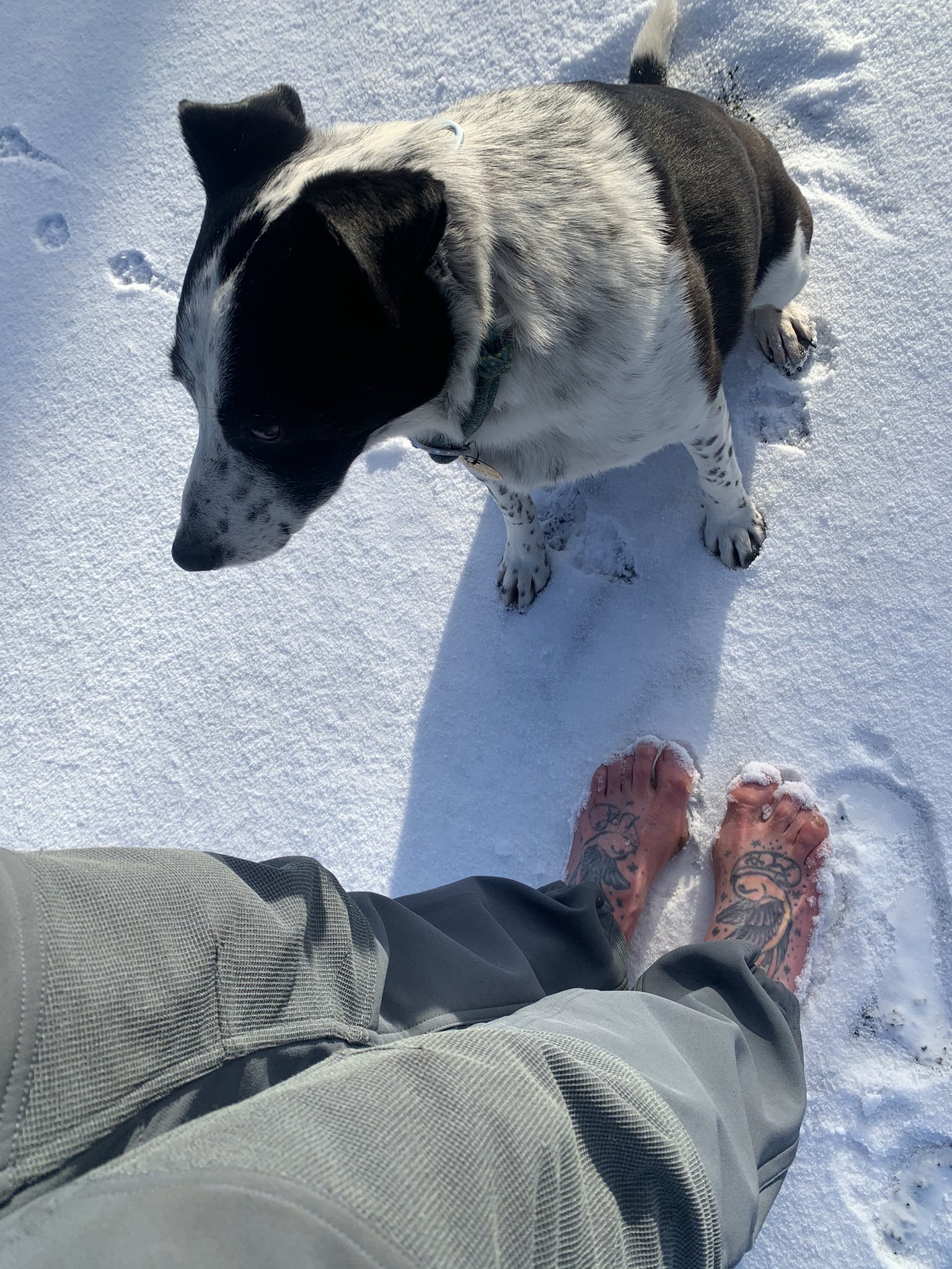 Can Dogs Walk In Snow Barefoot