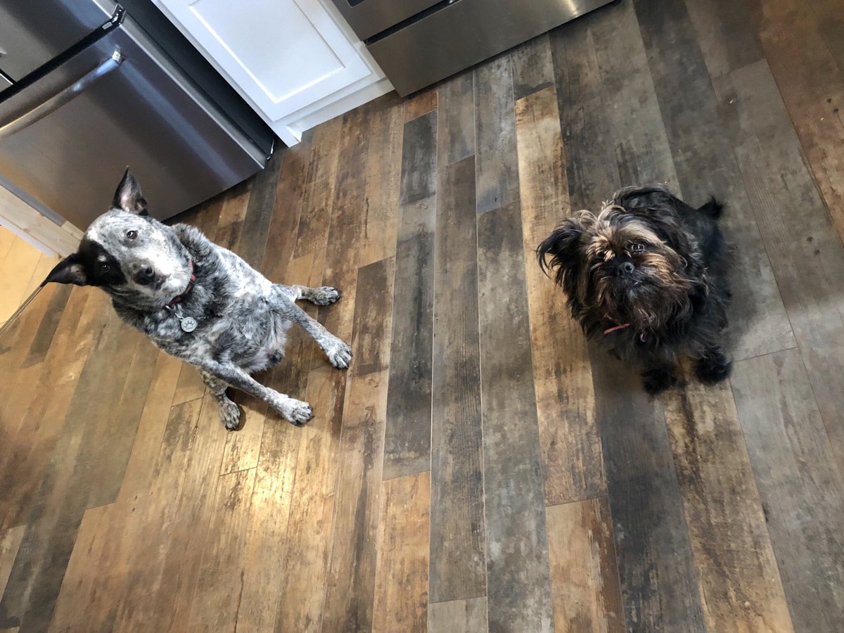 Venzi5Ventura's tweet photo. The Sous Chefs are ready for breakfast πππ
#AlwaysMakeExtra π https://t.co/gHfv9Y4rd6