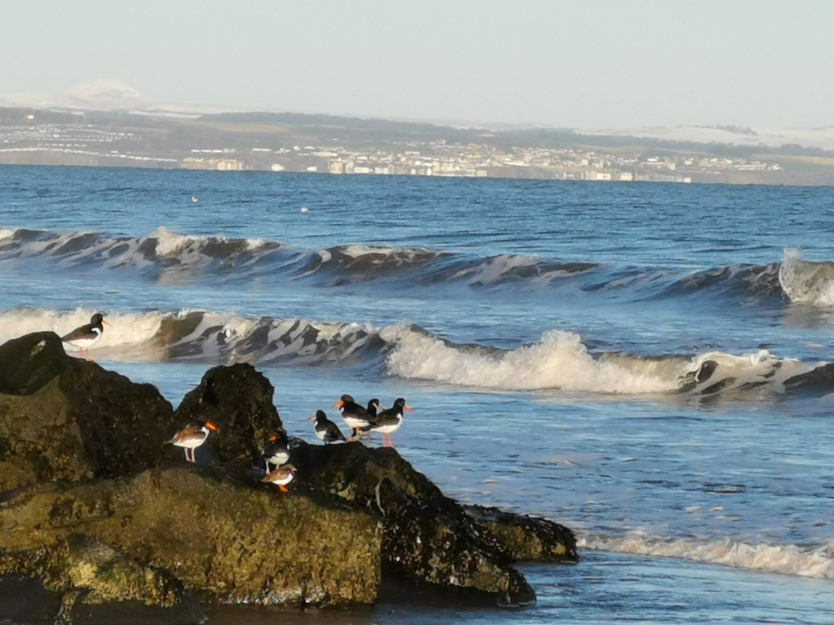 AilsaCook's tweet image. New year, time to refresh our @matter_of_focus strategic plan. Beautiful day for a walking meeting with @sasmort, though envious of those oyster catchers meeting in a group... #lockdownwork