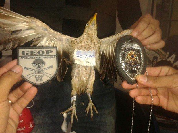 Arresting a bird - a great opportunity to show off your badges