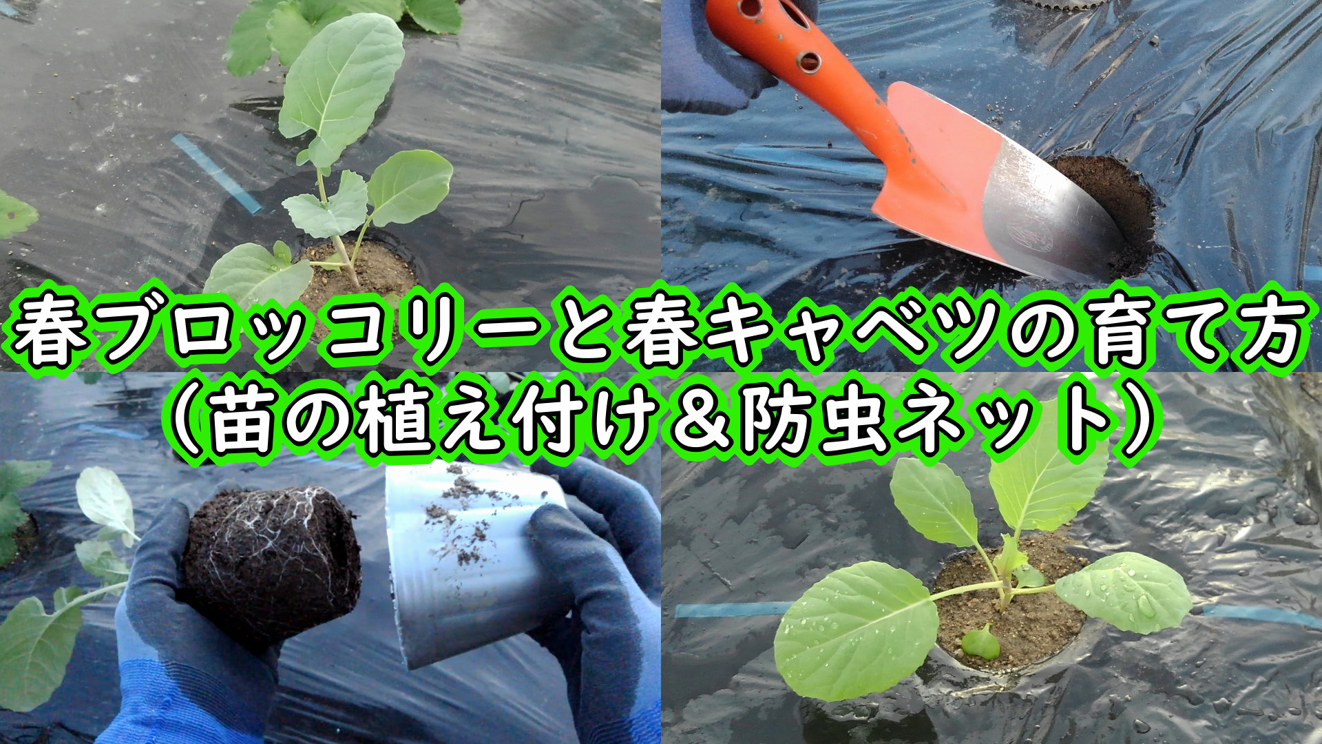 Sainome San 春ブロッコリーと春キャベツの育て方 今回は苗を植え付けました 収穫は来年の春 3月 4月あたりになります 家庭菜園 無農薬栽培 春ブロッコリー 春キャベツ 春ブロッコリーと春キャベツの育て方 苗の植え付け 防虫ネット 有機栽培