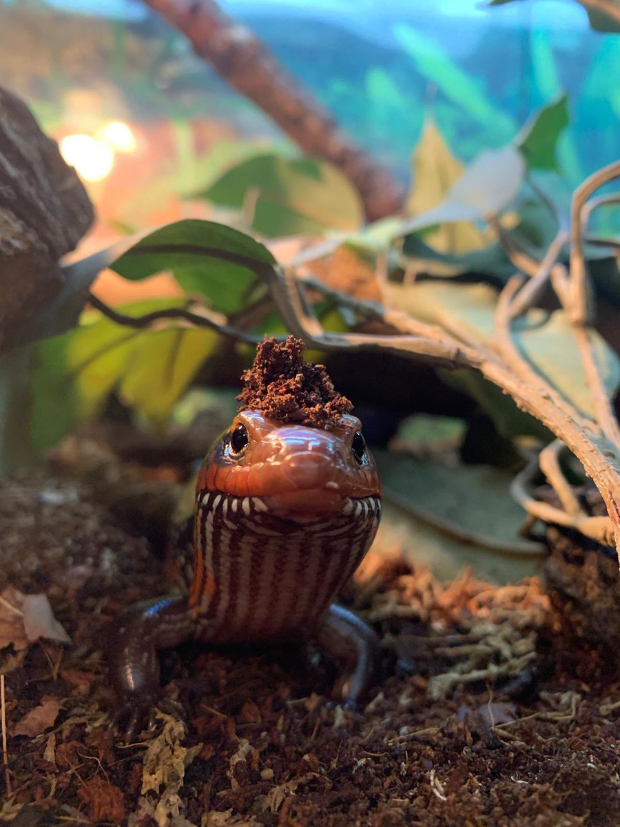 Becky Falls Dartmoor tweet media