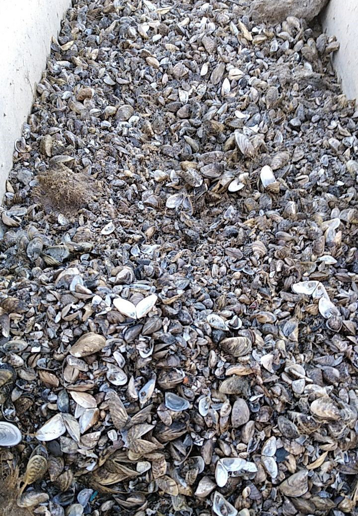 valleinferior's tweet photo. Mostramos en estas imágenes los resultados de la aplicación del último tratamiento contra el mejillón cebra en nuestras tuberías e instalaciones de #riego. ¡Impresionante la acumulación de cáscaras! Más info �� https://t.co/Gj44GDxpH9 #regantes #stopinvasoras #especiesinvasoras https://t.co/oNn5Kk55aG