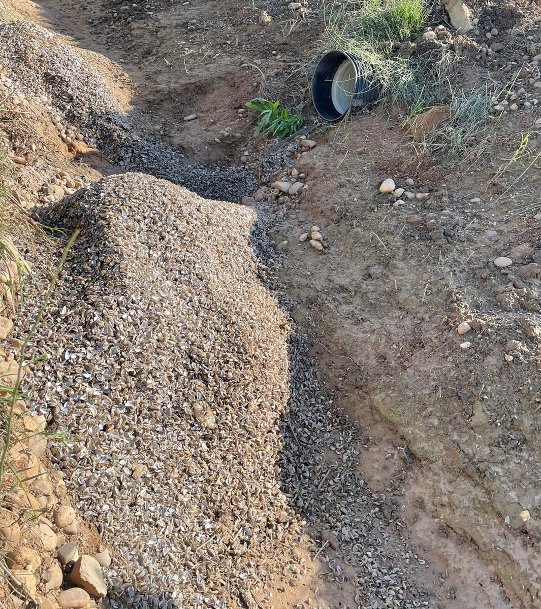 valleinferior's tweet photo. Mostramos en estas imágenes los resultados de la aplicación del último tratamiento contra el mejillón cebra en nuestras tuberías e instalaciones de #riego. ¡Impresionante la acumulación de cáscaras! Más info �� https://t.co/Gj44GDxpH9 #regantes #stopinvasoras #especiesinvasoras https://t.co/oNn5Kk55aG