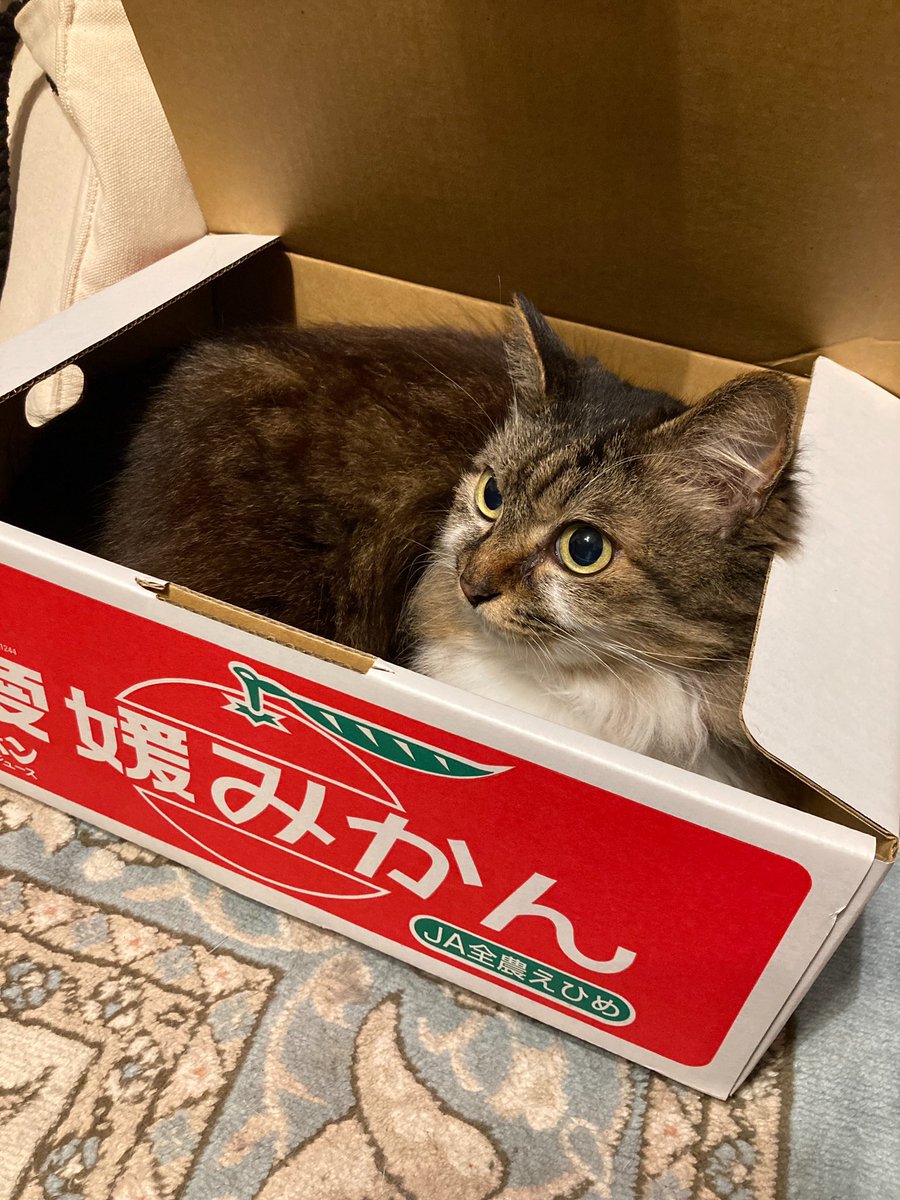 12toJam's tweet photo. 箱入りネコ🐈‍⬛ https://t.co/dL6ICZw6sa