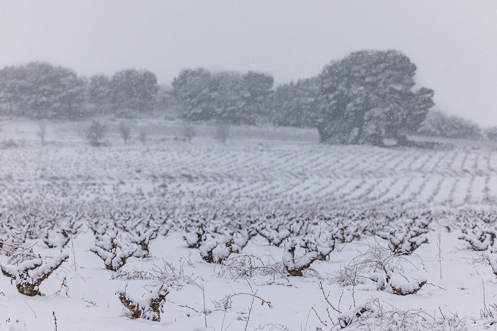 vinosjumilla's tweet photo. ❄️¡Filomena llega a #JumillaDOP!❄️
Despedimos las fiestas de Navidad con un paisaje de viñedos completamente cubiertos de blanco que nos brinda la borrasca #Filomena. La nieve no solo nos deja paisajes de portada, si no que mantiene un equilibrio natural con nuestros viñedos. https://t.co/Ombq2mT4C9