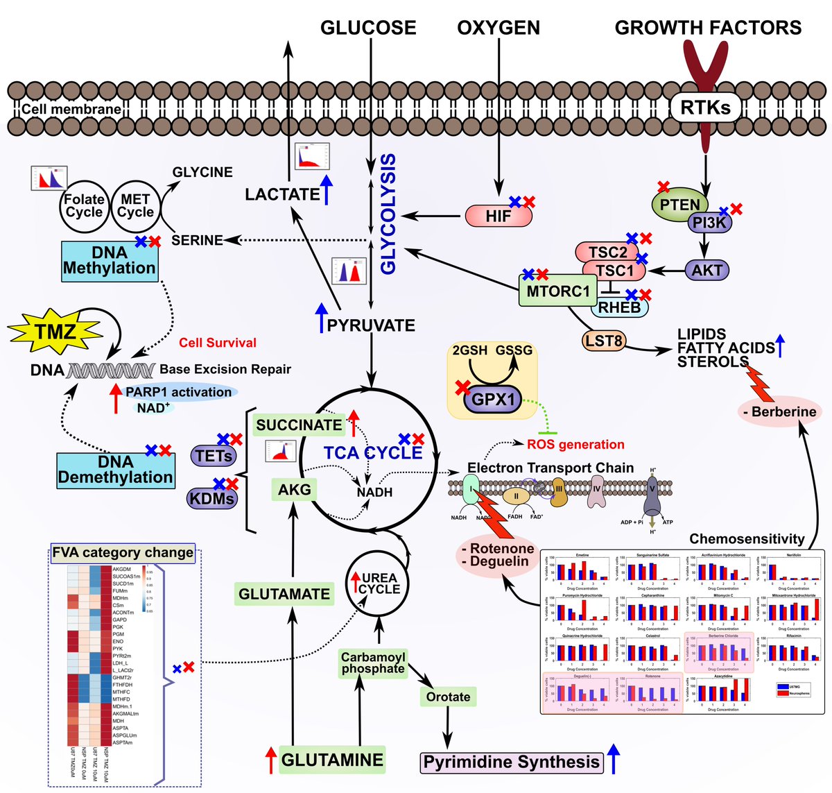 artanumus's tweet photo. Read OUR latest #research on #Systemsbiology #BiochemicalNetworks #Glioblastoma #systemsanalysis #Fluxbalanceanalysis #Chemoresistance, published with @SpringerNature in @Nature_NPJ @ucsd_sbrg @SpringerSysBio https://t.co/o4cmjJX9eP https://t.co/aTWtK2u8DJ