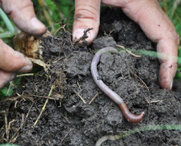 worms in soil