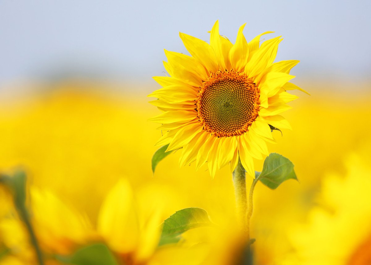 OOOH LOOK! I have NEW cards on my website! Now I've got loads to choose from! They are very good cards you should buy some go to oliverhellowell.com <a href="/DSAInfo/">Down's Syndrome Association</a> <a href="/UpsandDownsSW/">Ups & Downs Southwest</a> <a href="/DSiupdate/">Down Syndrome International (DSi)</a> @carolineplayle <a href="/lizbobchilton/">Elizabeth Bentley 💙</a> <a href="/FraggleSamm/">Samm Gee</a> <a href="/SueBtalk/">Prof Sue Buckley</a>